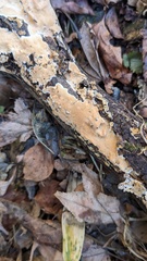 Steccherinum nitidum