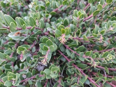 Arctostaphylos pacifica