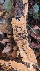 Steccherinum nitidum