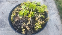 Petroselinum crispum