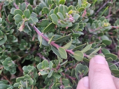 Arctostaphylos pacifica