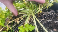 Petroselinum crispum