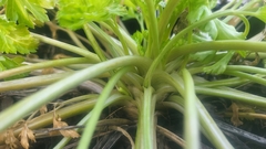 Petroselinum crispum