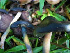 Psilocybe caerulescens