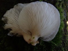 Omphalotus japonicus