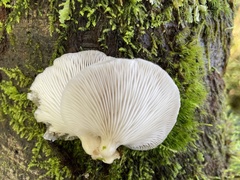 Omphalotus japonicus