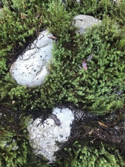 Pseudocrossidium crinitum