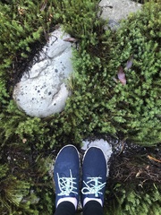 Pseudocrossidium crinitum