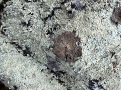 Flavoparmelia baltimorensis