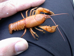 Cambarus hubbsi