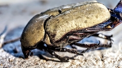 Hologymnetis cinerea