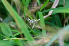 Conchylodes ovulalis