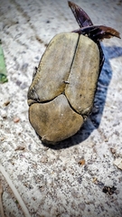 Hologymnetis cinerea