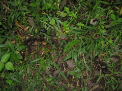 Psilocybe caerulescens