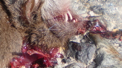 Crocidura russula