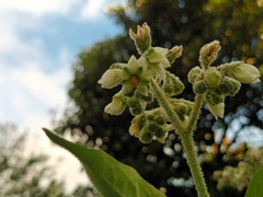 Solanum umbellatum