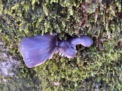 Omphalotus japonicus