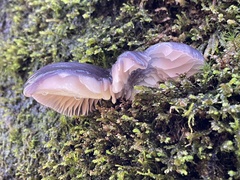 Omphalotus japonicus