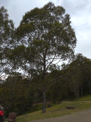 Eucalyptus bosistoana
