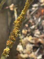 Xanthorioideae