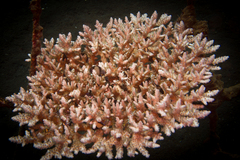 Acropora