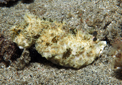Dermatobranchus kalyptos