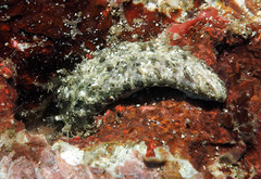 Dermatobranchus kalyptos