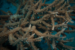 Acropora pharaonis