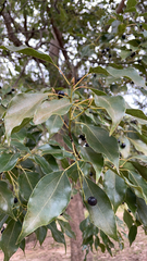 Cinnamomum camphora