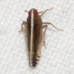 Stenocranus lautus