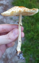 Lepiota subcristata