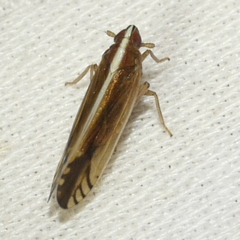 Stenocranus lautus