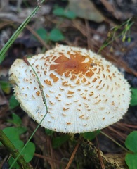 Lepiota subcristata