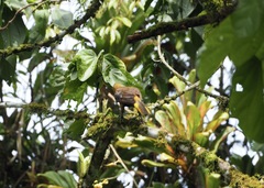 Psarocolius angustifrons