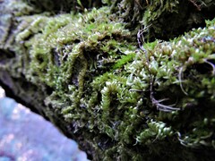 Homalothecium nuttallii