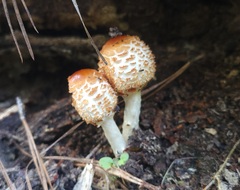 Lepiota subcristata