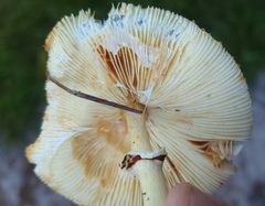 Lepiota subcristata