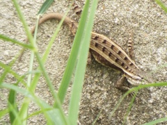 Sceloporus teapensis