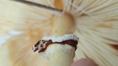 Lepiota subcristata