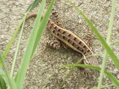 Sceloporus teapensis