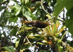 Psarocolius angustifrons