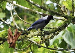 Cyanocorax violaceus