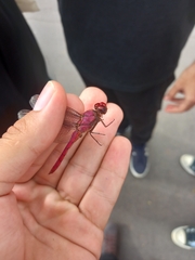 Orthemis