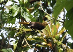 Psarocolius angustifrons