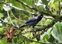 Cyanocorax violaceus