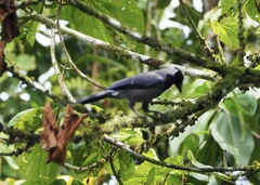 Cyanocorax violaceus