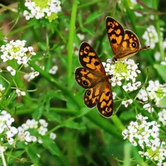 Heteronympha cordace
