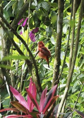Piranga rubra