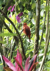 Piranga rubra
