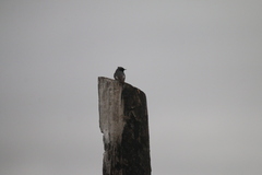 Phoenicurus ochruros gibraltariensis